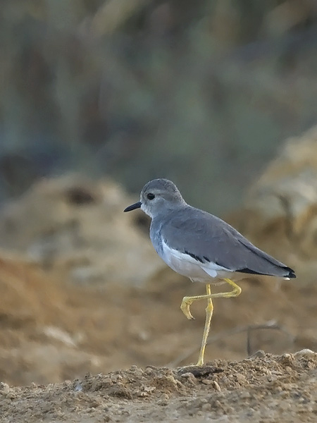 Suohyyppä, White-tailed Lapwing, Vanellus leucurus